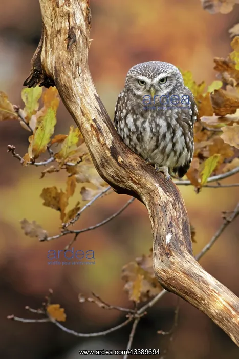 : BIRD. Little Owl, on a branch, autumn leaves, colours : BIRD. Little Owl, on a branch, autumn leaves, colours