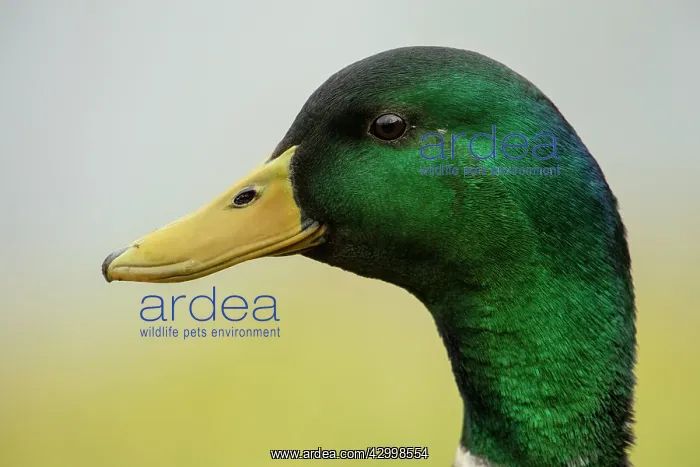  : BIRD. Mallard duck, male, head study