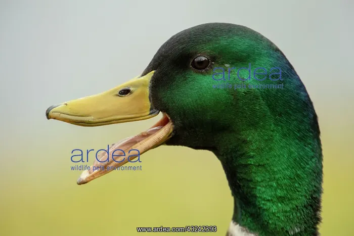  : BIRD. Mallard duck, male, head study, beak open
