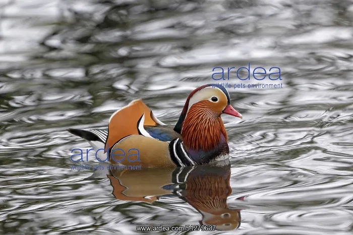 : BIRD. Mandarin Duck, male, displaying : BIRD. Mandarin Duck, male, displaying