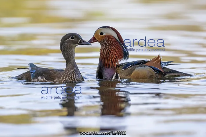 : BIRD. Mandarin Duck, pair, on water : BIRD. Mandarin Duck, pair, on water