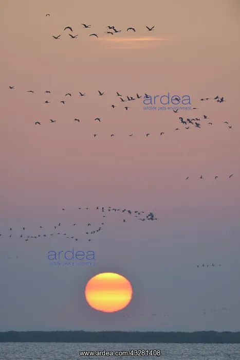 : Bird migration, cranes (Grus grus) flying in the : Bird migration, cranes (Grus grus) flying in the