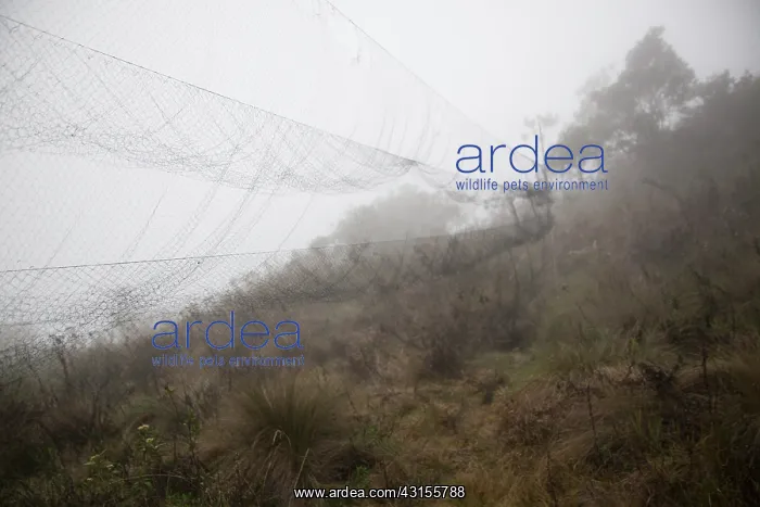 : Bird mist nets in the cloud forest at Wayqecha Cloud Forest : Bird mist nets in the cloud forest at Wayqecha Cloud Forest