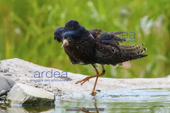  : A bird near a water hole on a stone in a natural environment