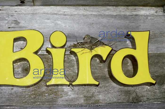 : Bird in nest on bird sign : Bird in nest on bird sign