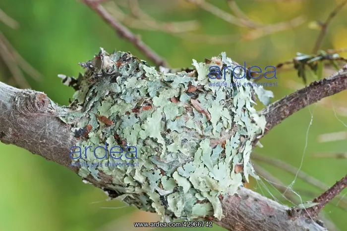 : Bird Nest - Ruby-throated Hummingbird nest : Bird Nest - Ruby-throated Hummingbird nest