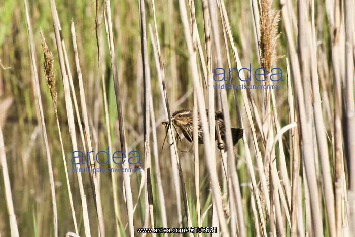 : Bird With Nesting Material : Bird With Nesting Material