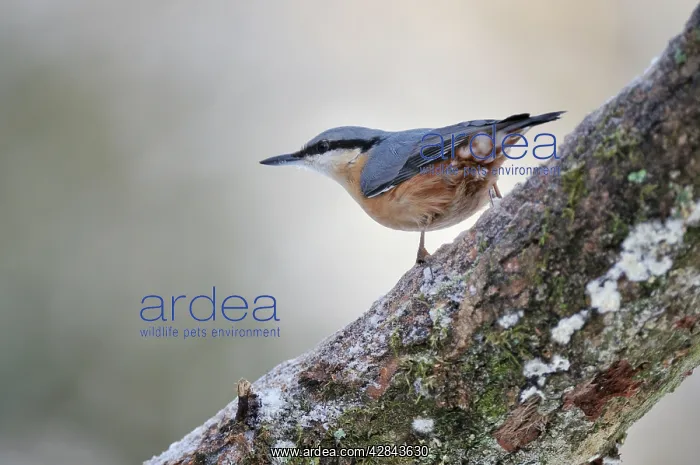 : BIRD. Nuthatch : BIRD. Nuthatch