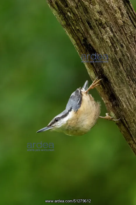 : BIRD. Nuthatch, clinging to a branch upside down : BIRD. Nuthatch, clinging to a branch upside down