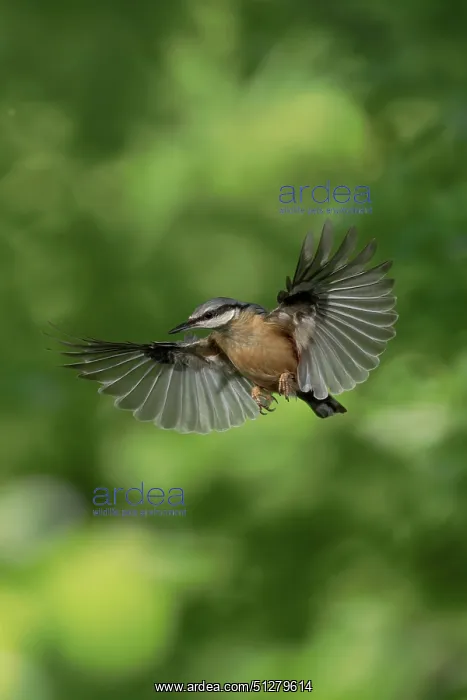 : BIRD. Nuthatch, in flight, wing out : BIRD. Nuthatch, in flight, wing out