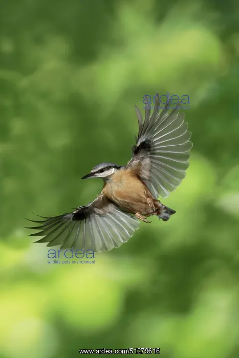 : BIRD. Nuthatch, in flight, wing out : BIRD. Nuthatch, in flight, wing out