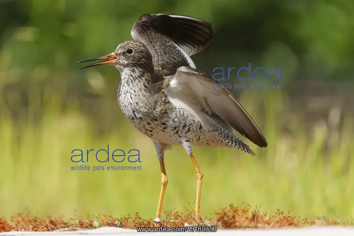 : Bird with open beak in a meadow in a natural environment with raised wings : Bird with open beak in a meadow in a natural environment with raised wings