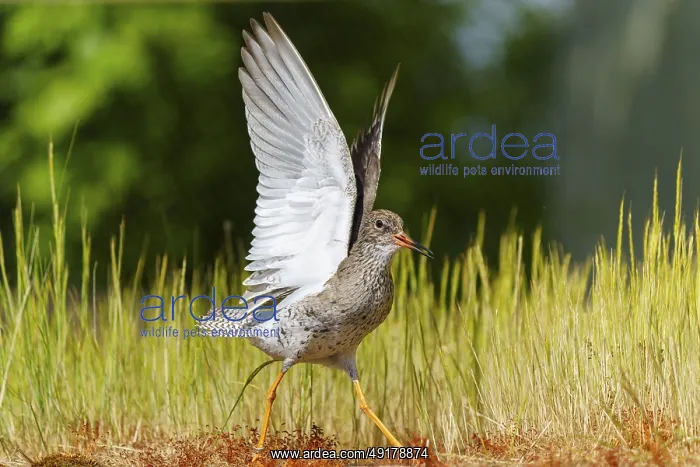 : Bird with outstretched wings in a meadow in natural light : Bird with outstretched wings in a meadow in natural light