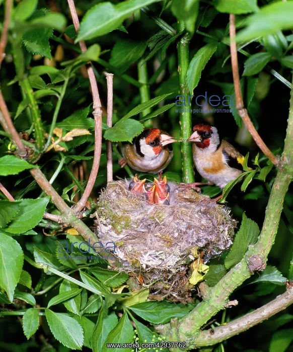 : BIRD - Pair of Goldfinches with young in nest in May : BIRD - Pair of Goldfinches with young in nest in May