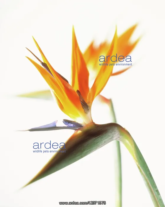 : Bird of Paradise : Bird of Paradise