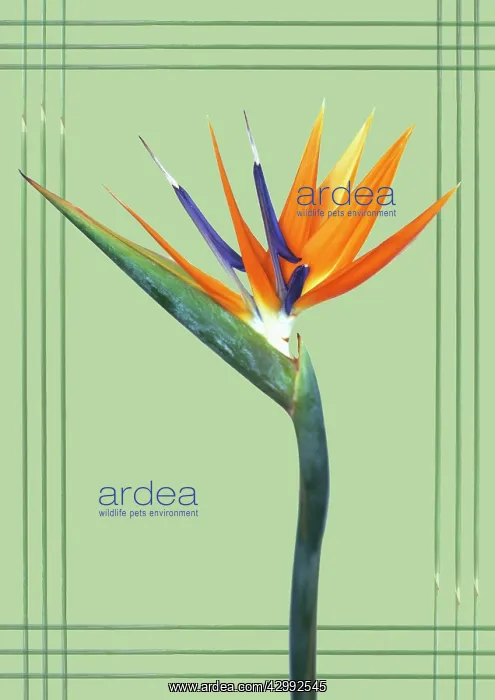 : Bird of Paradise : Bird of Paradise