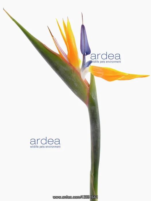 : Bird of paradise : Bird of paradise