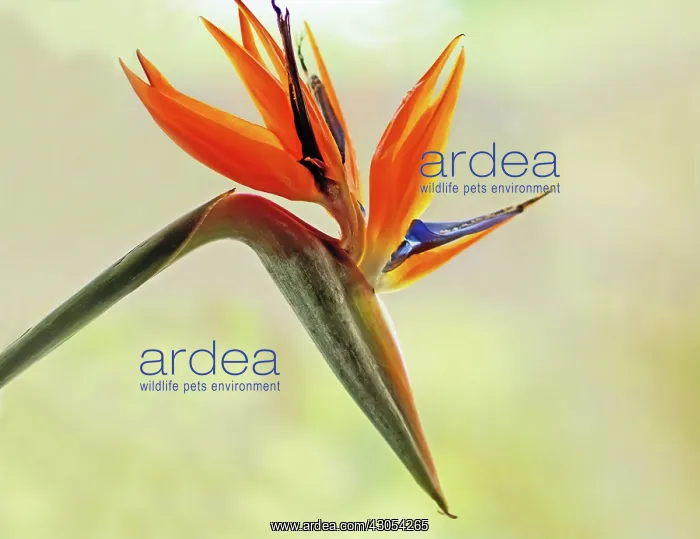 : Bird of paradise : Bird of paradise