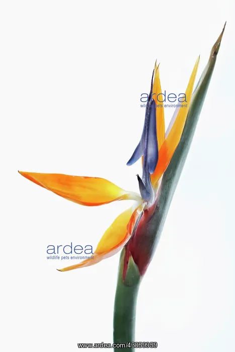 : Bird of paradise : Bird of paradise