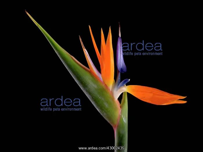 : Bird of paradise : Bird of paradise