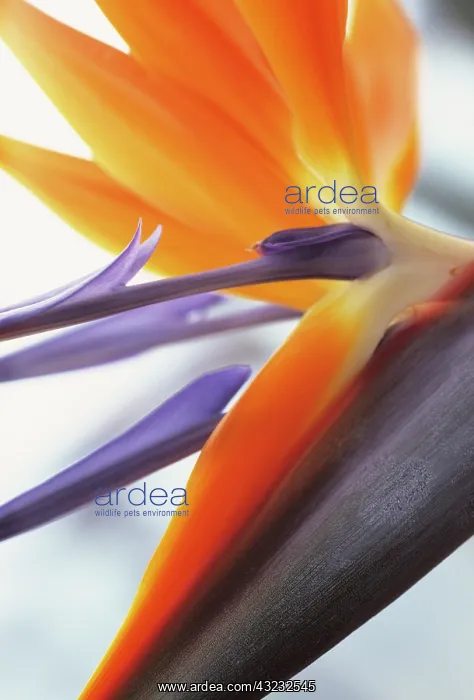 : Bird of Paradise : Bird of Paradise