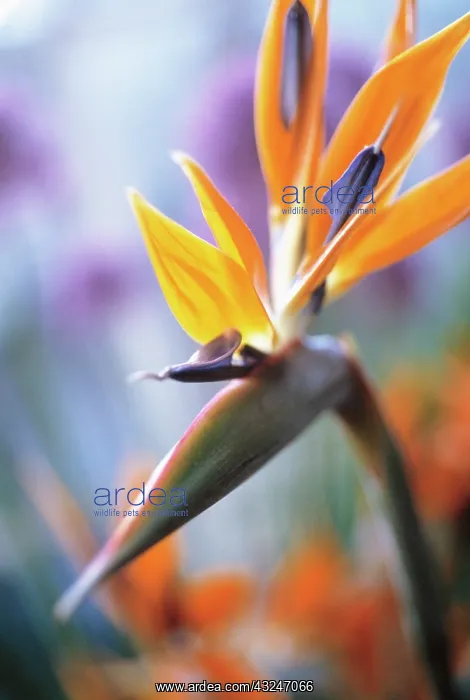 : Bird of Paradise : Bird of Paradise