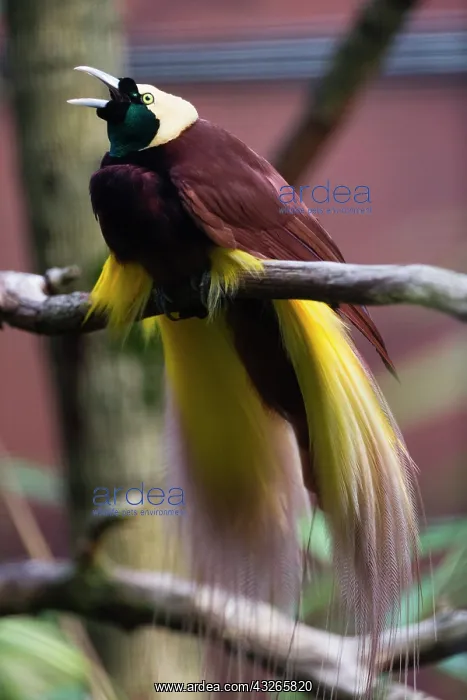 : Bird of Paradise, calling and displaying, controlled : Bird of Paradise, calling and displaying, controlled