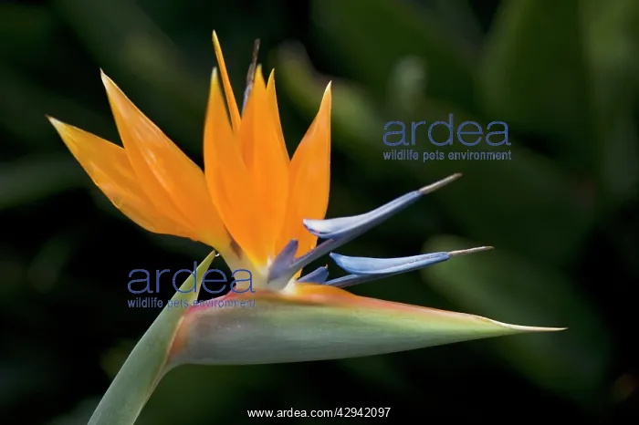 : Bird of Paradise Flower : Bird of Paradise Flower
