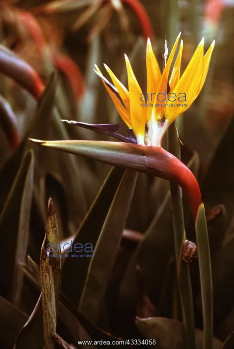 : BIRD OF PARADISE FLOWER : BIRD OF PARADISE FLOWER