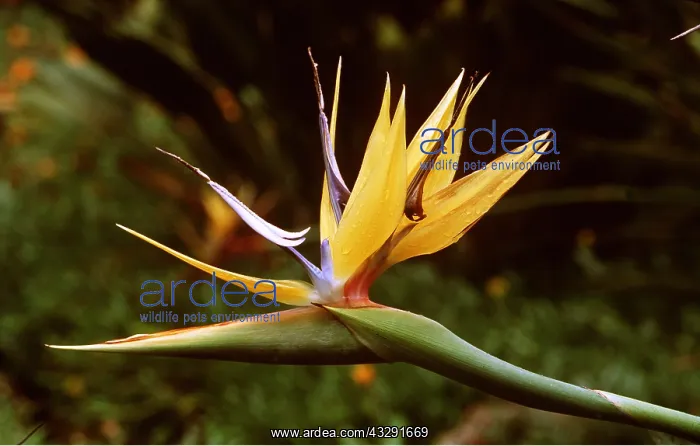 : BIRD OF PARADISE FLOWER - Mandela's Gold, close-up : BIRD OF PARADISE FLOWER - Mandela's Gold, close-up