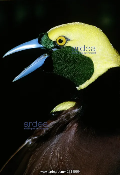 : Bird of Paradise - male : Bird of Paradise - male