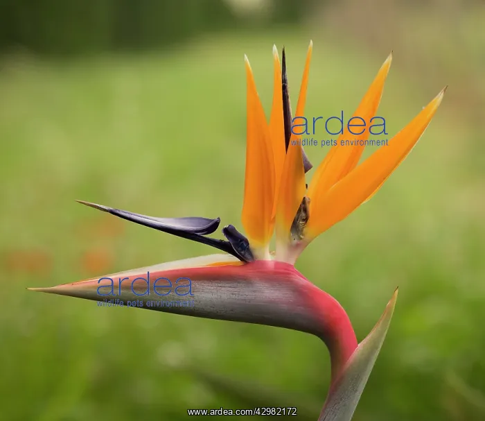 : Bird of Paradise / Natal Wild Banana - Flower : Bird of Paradise / Natal Wild Banana - Flower