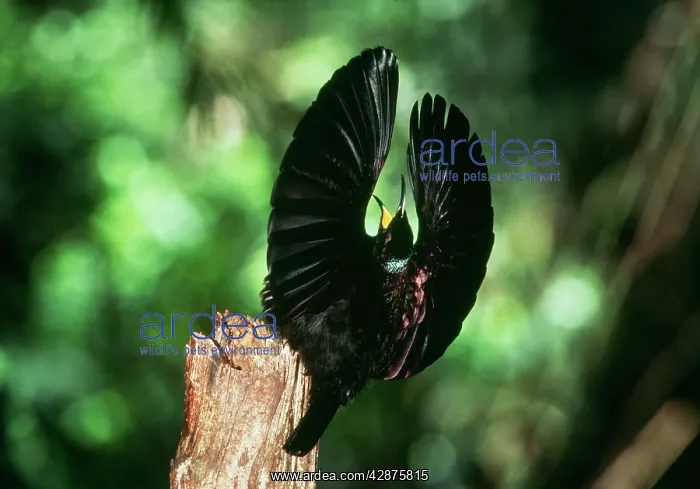 : BIRD OF PARADISE / Queen Victoria RIFLEBIRD - displaying : BIRD OF PARADISE / Queen Victoria RIFLEBIRD - displaying