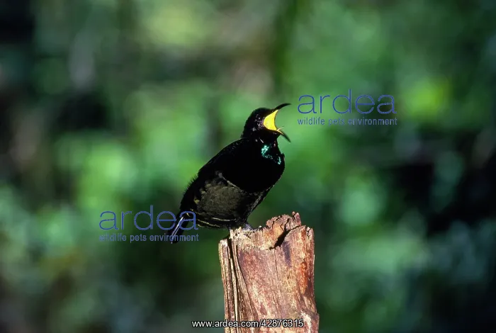 : BIRD OF PARADISE / Queen Victoria RIFLEBIRD - male, calling : BIRD OF PARADISE / Queen Victoria RIFLEBIRD - male, calling
