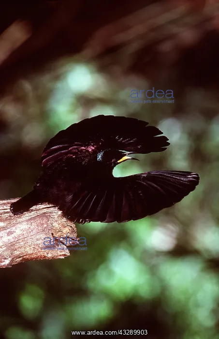 : BIRD OF PARADISE / Queen Victoria RIFLEBIRD - wings : BIRD OF PARADISE / Queen Victoria RIFLEBIRD - wings