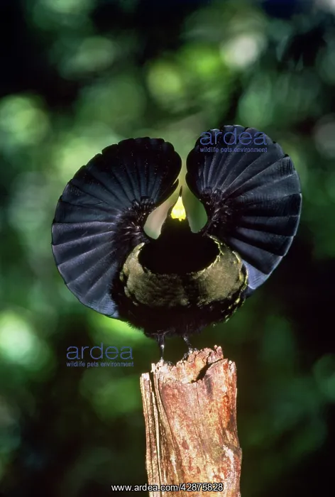 : Bird of Paradise - Victoria Riflebird, male in : Bird of Paradise - Victoria Riflebird, male in