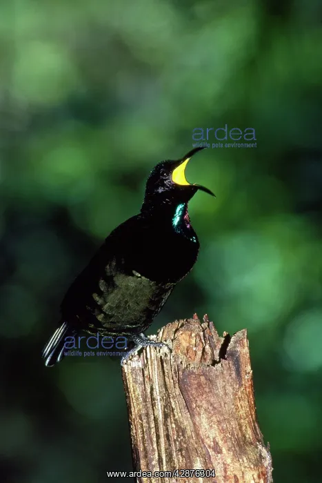: Bird of Paradise - Victoria's Rifelbird - male calling : Bird of Paradise - Victoria's Rifelbird - male calling