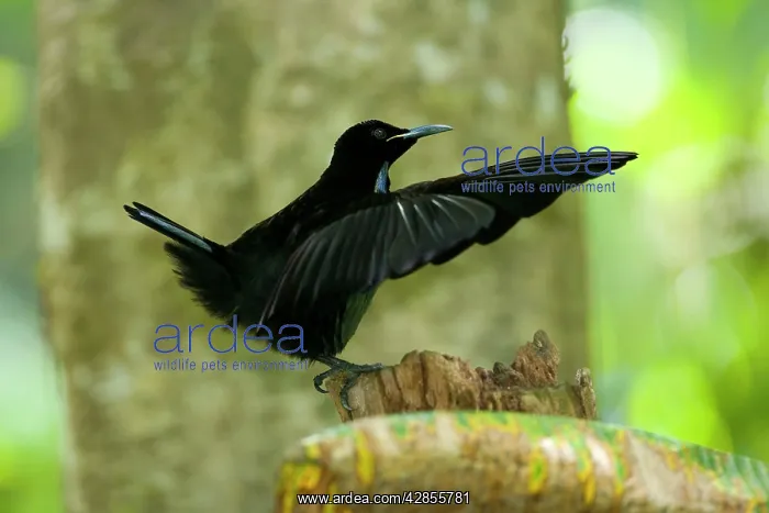 : Bird of Paradise - Victoria's Riflebird - adult : Bird of Paradise - Victoria's Riflebird - adult