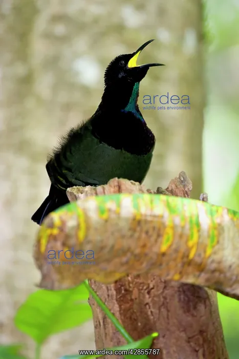 : Bird of Paradise - Victoria's Riflebird - adult : Bird of Paradise - Victoria's Riflebird - adult