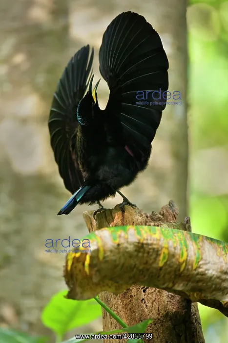 : Bird of Paradise - Victoria's Riflebird - adult : Bird of Paradise - Victoria's Riflebird - adult