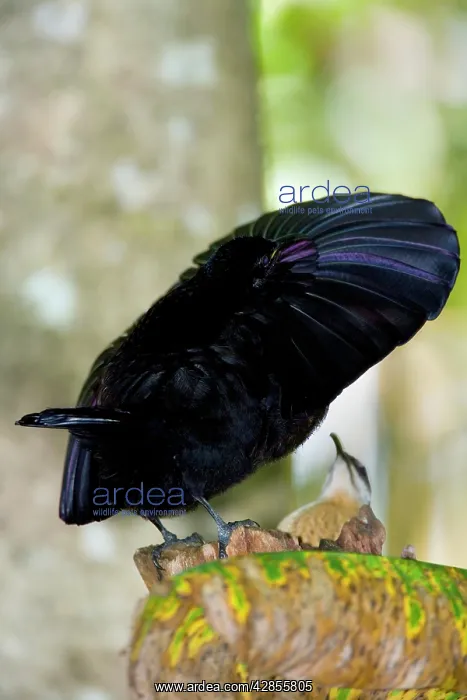 : Bird of Paradise - Victoria's Riflebird - adult : Bird of Paradise - Victoria's Riflebird - adult