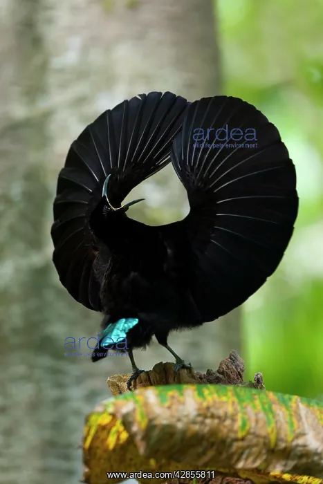 : Bird of Paradise - Victoria's Riflebird - adult : Bird of Paradise - Victoria's Riflebird - adult