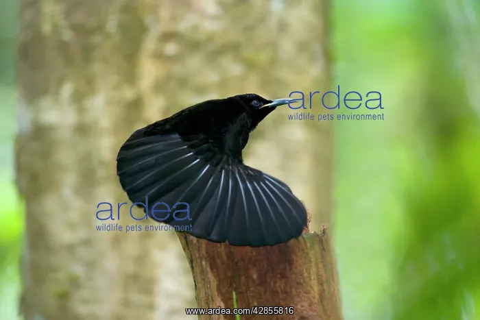 : Bird of Paradise - Victoria's Riflebird - adult : Bird of Paradise - Victoria's Riflebird - adult