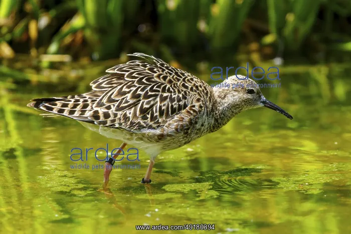 : Bird with patterned plumage standing in green water : Bird with patterned plumage standing in green water