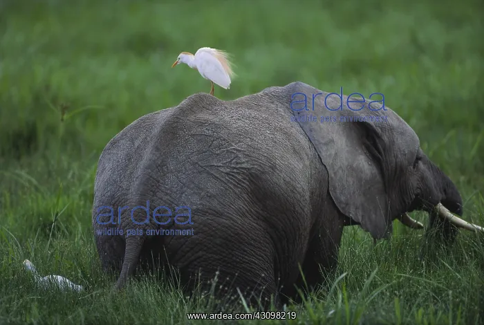 : Bird perching on African Elephant : Bird perching on African Elephant
