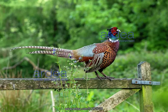 : BIRD. Pheasant, adult male, sitting on a gate : BIRD. Pheasant, adult male, sitting on a gate