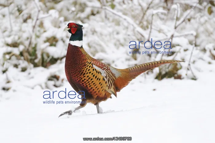  : BIRD - Pheasant in snow - Male