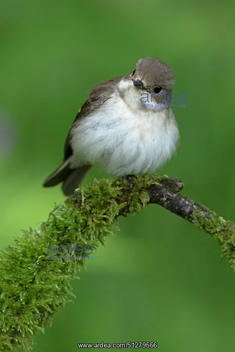 : BIRD. Pied Flycatcher, female : BIRD. Pied Flycatcher, female