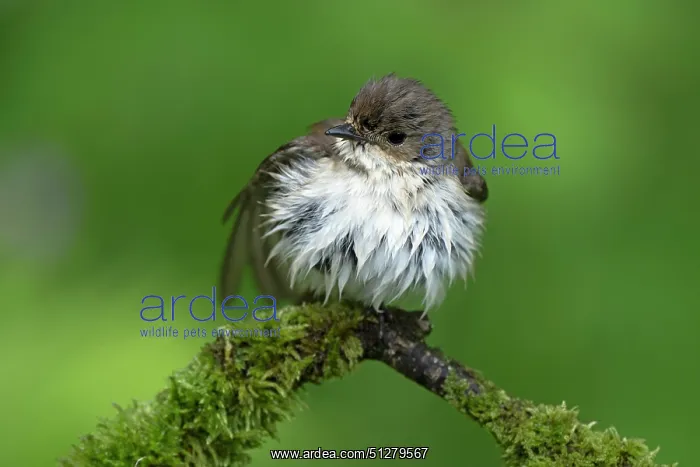 : BIRD. Pied Flycatcher, female : BIRD. Pied Flycatcher, female