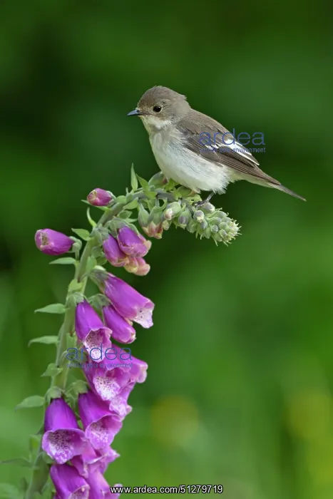 : BIRD. Pied Flycatcher, female : BIRD. Pied Flycatcher, female